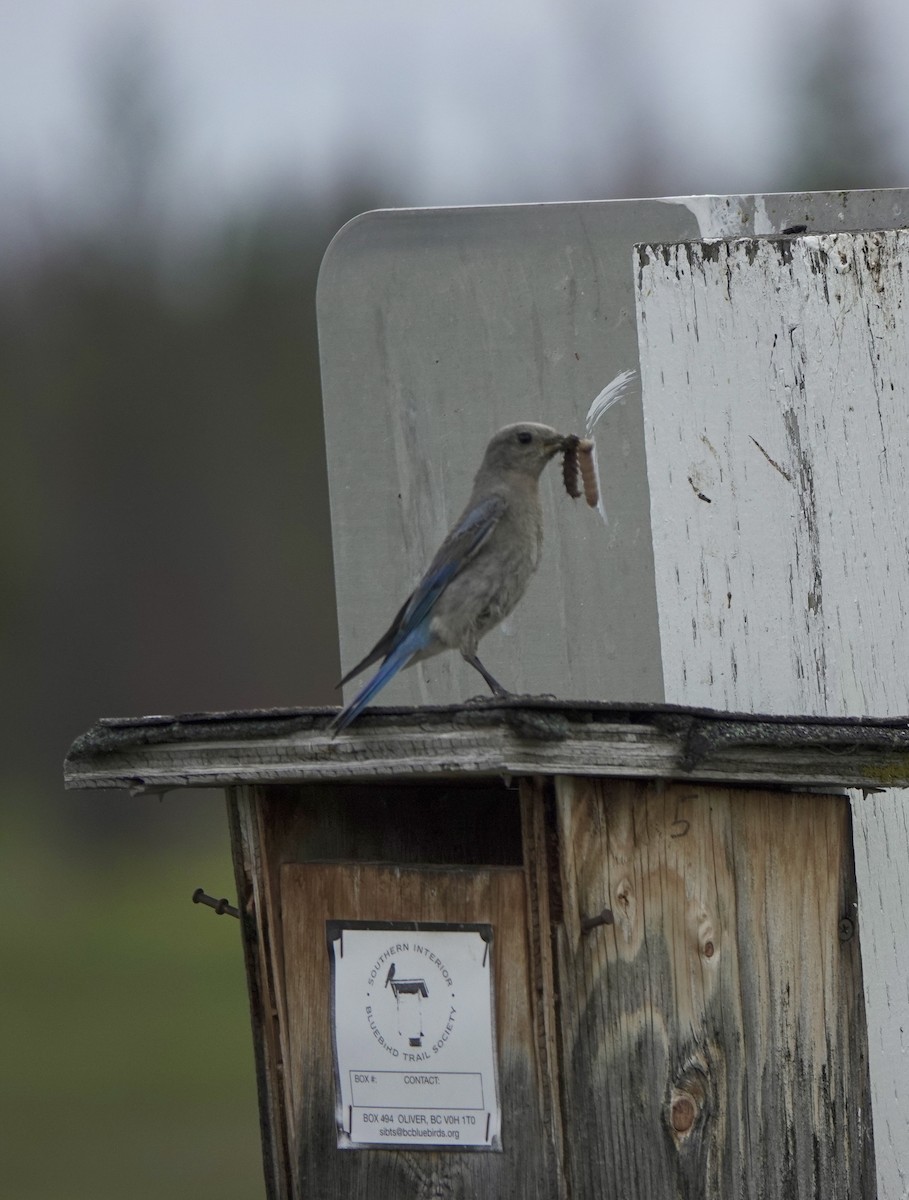 Mountain Bluebird - ML620771964