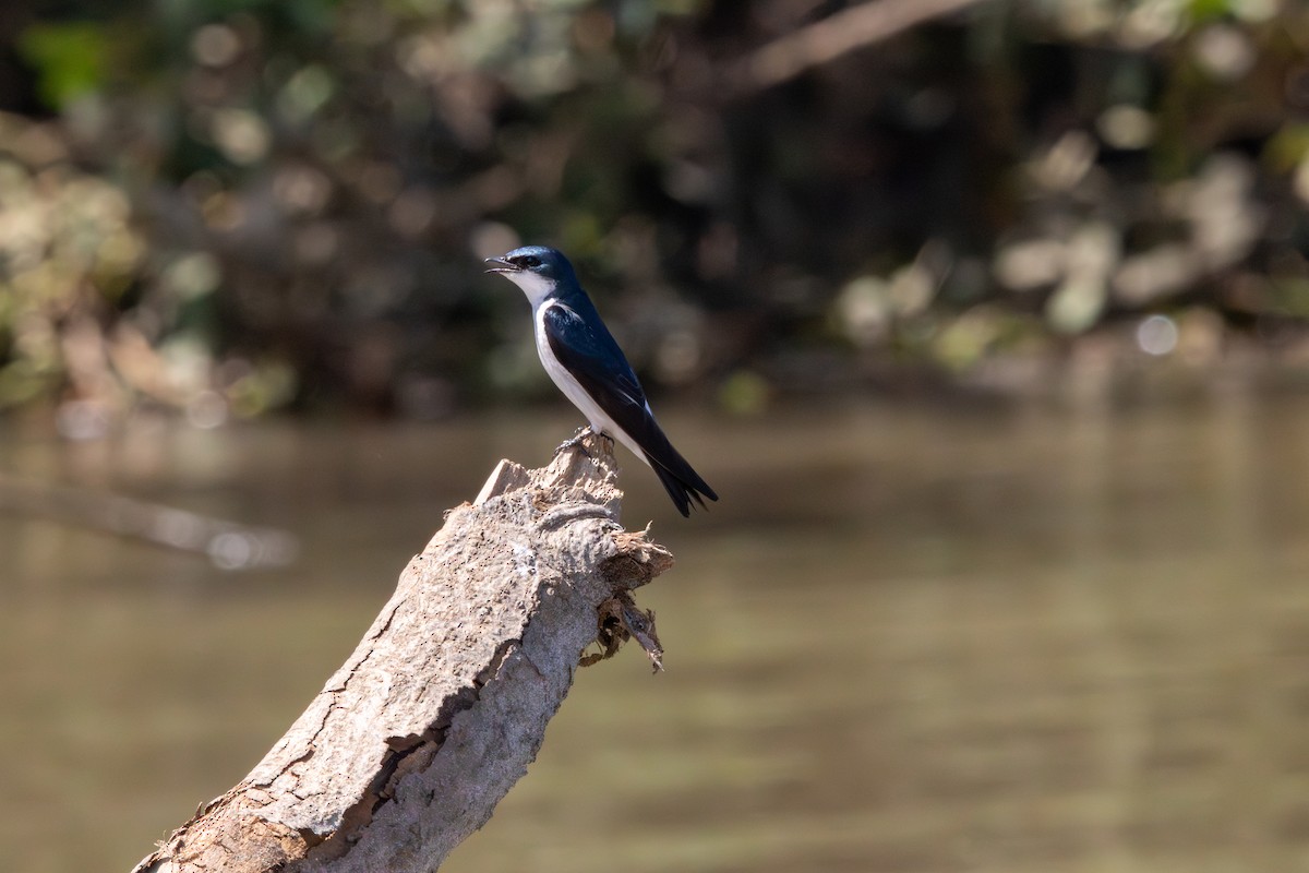 Mangrove Swallow - ML620771966