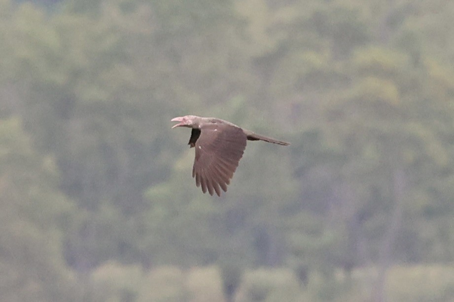 Gray Crow - ML620771967
