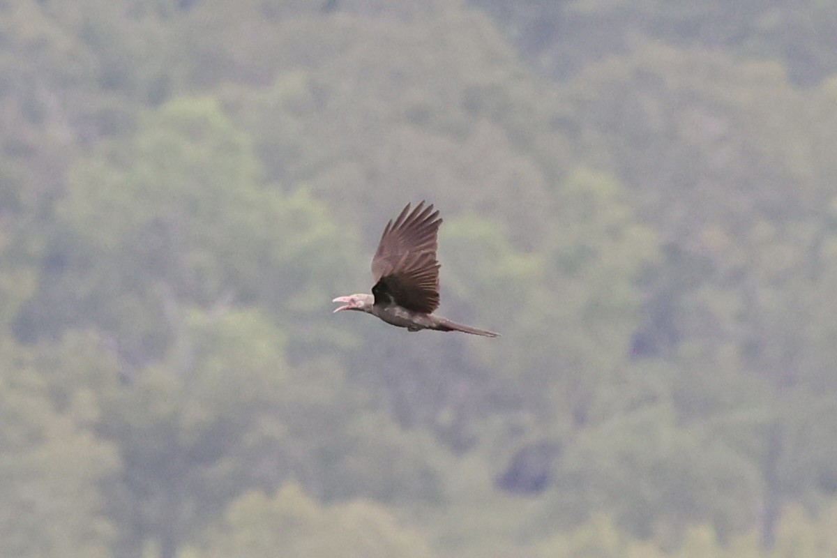 Gray Crow - ML620771969