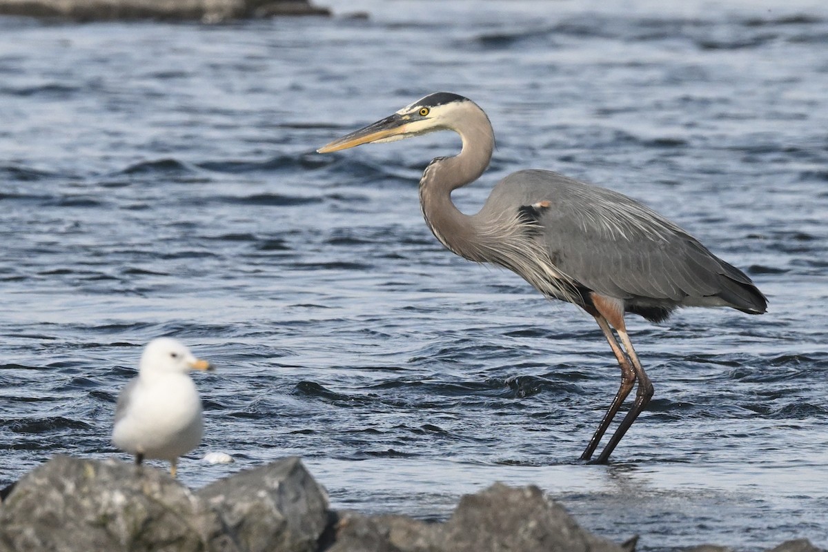 Great Blue Heron - ML620771975