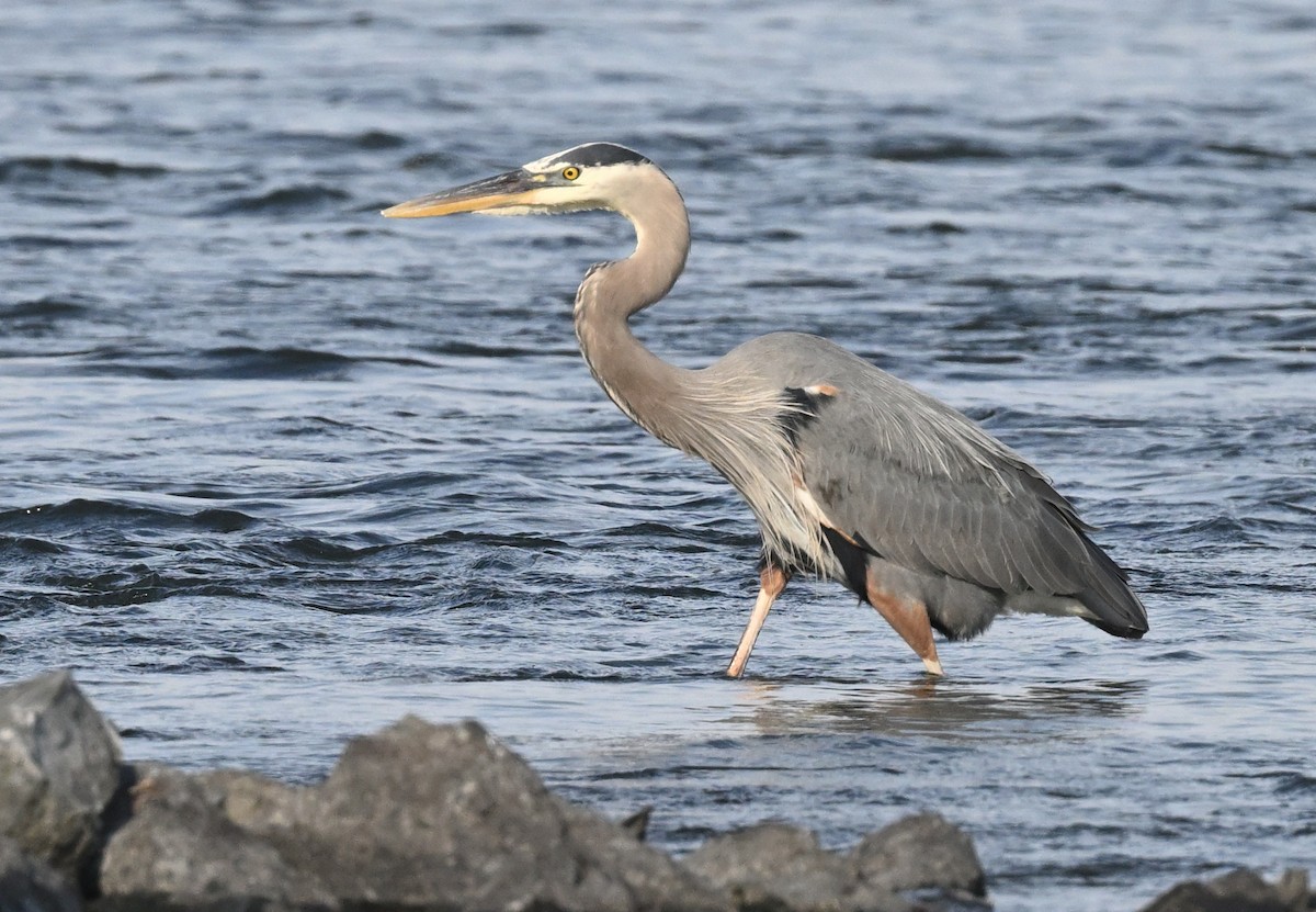 Great Blue Heron - ML620771976