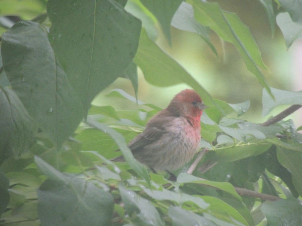 House Finch - ML620771987