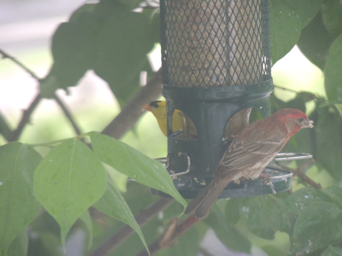 House Finch - ML620771992