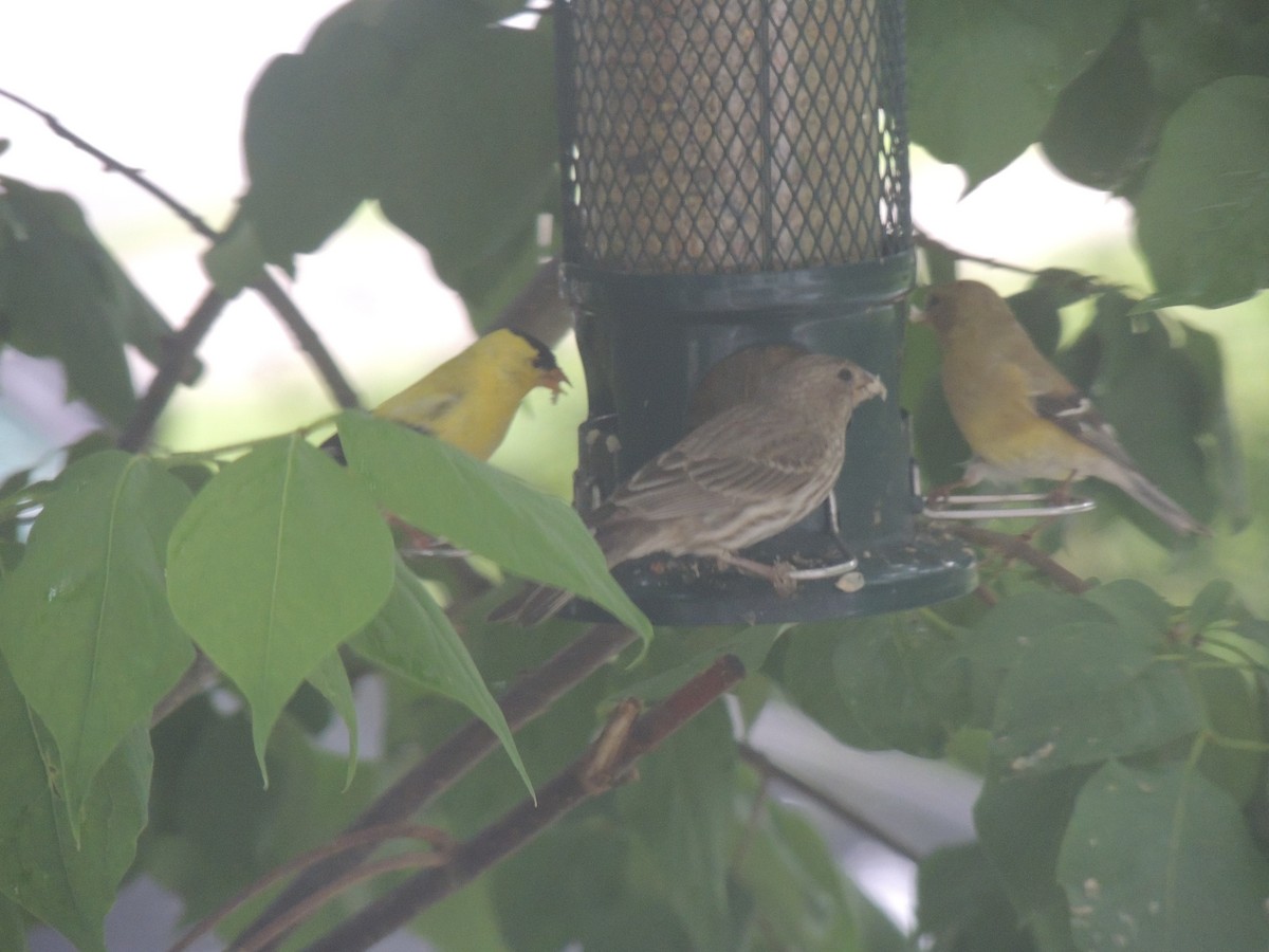 House Finch - ML620771993