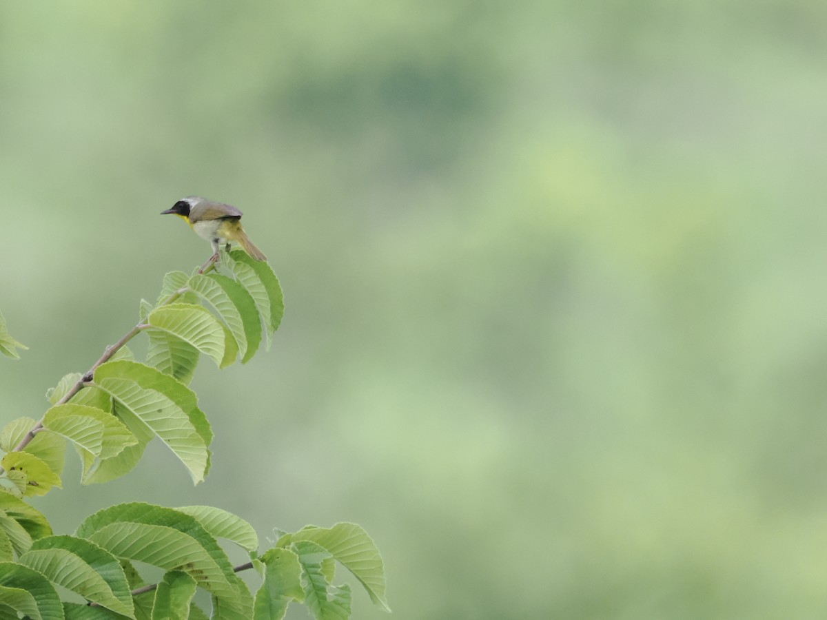 Common Yellowthroat - ML620771999