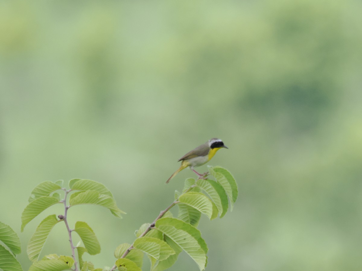 Common Yellowthroat - ML620772000