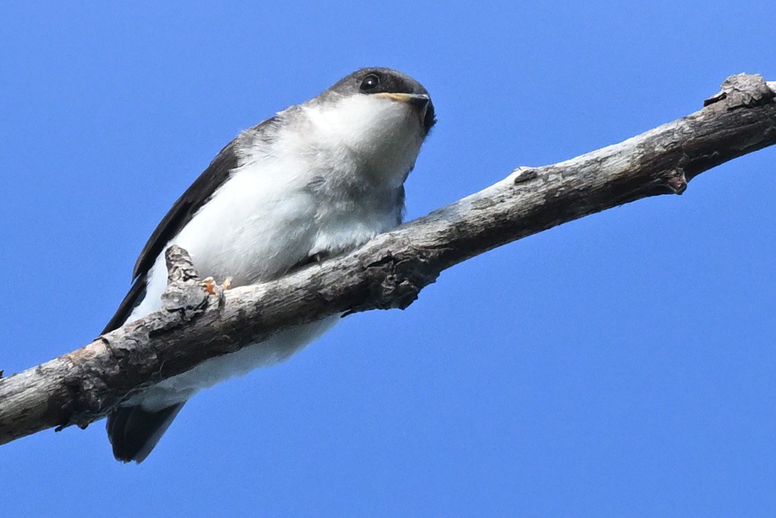 Golondrina Bicolor - ML620772003