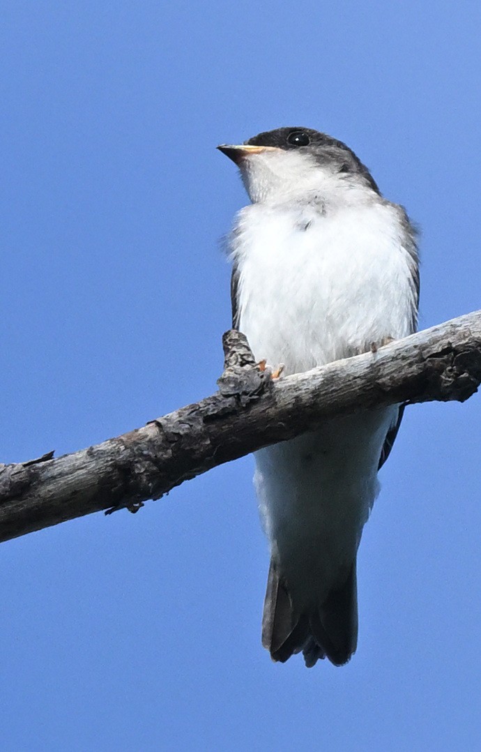 Golondrina Bicolor - ML620772004