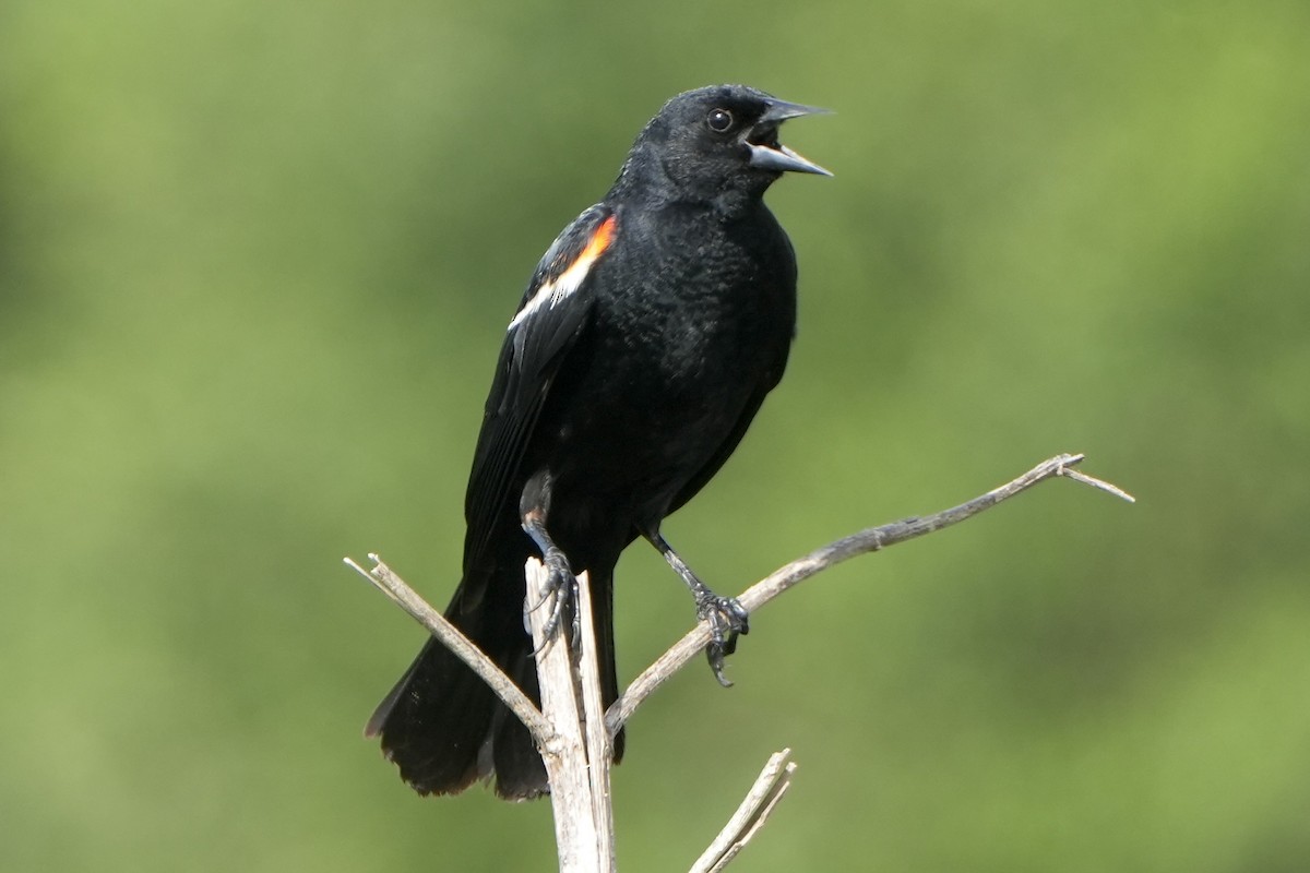 Red-winged Blackbird - ML620772005