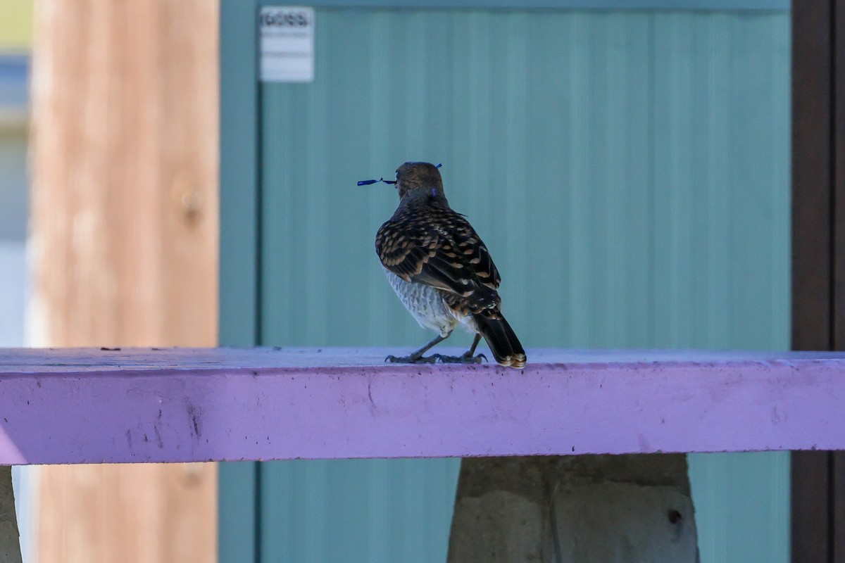 Spotted Bowerbird - Sri Evans