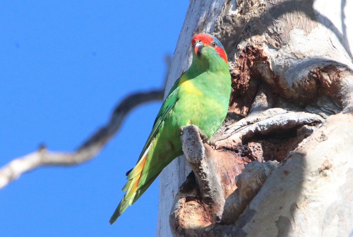 Musk Lorikeet - Sandra Gallienne