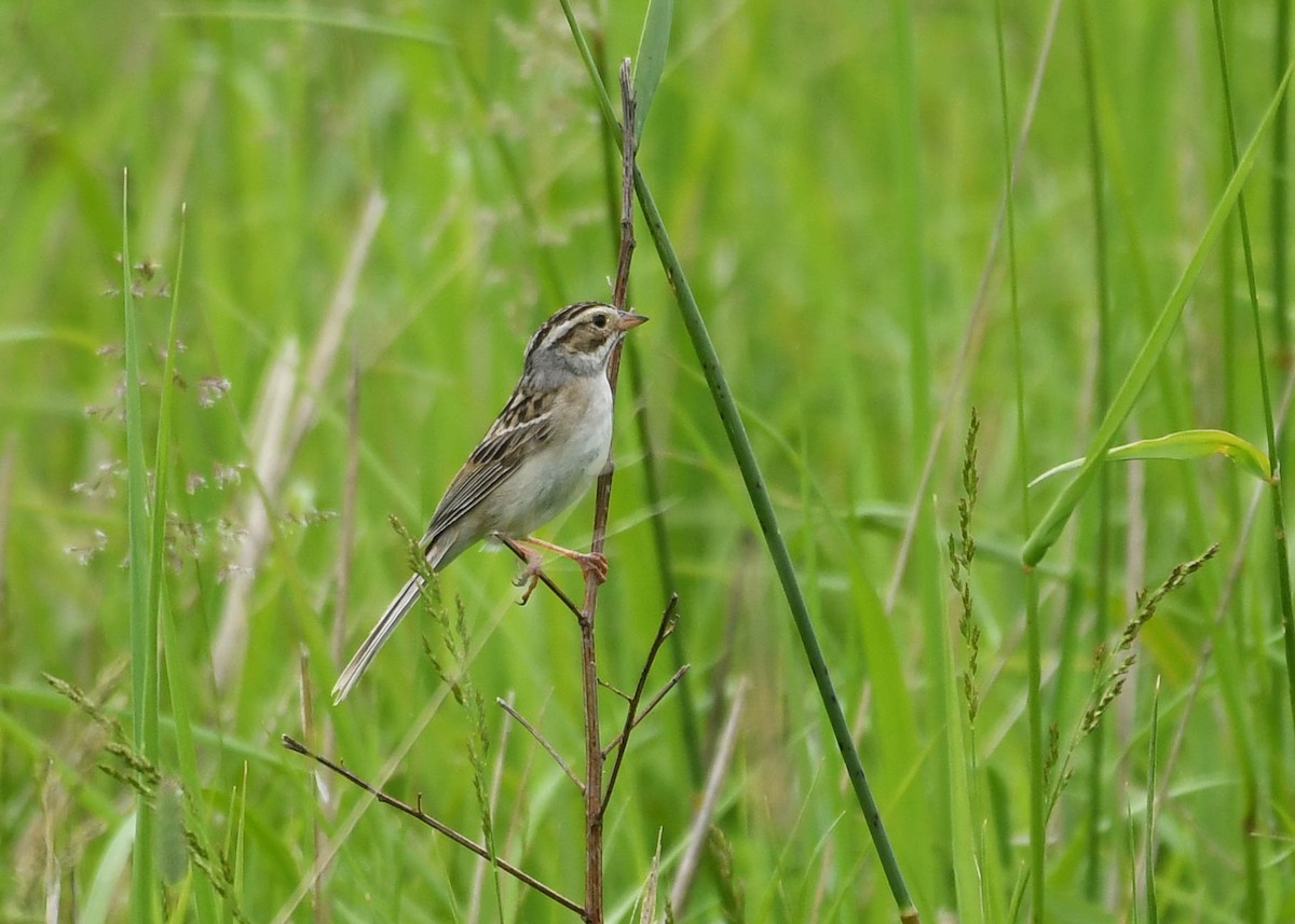 Clay-colored Sparrow - ML620772027
