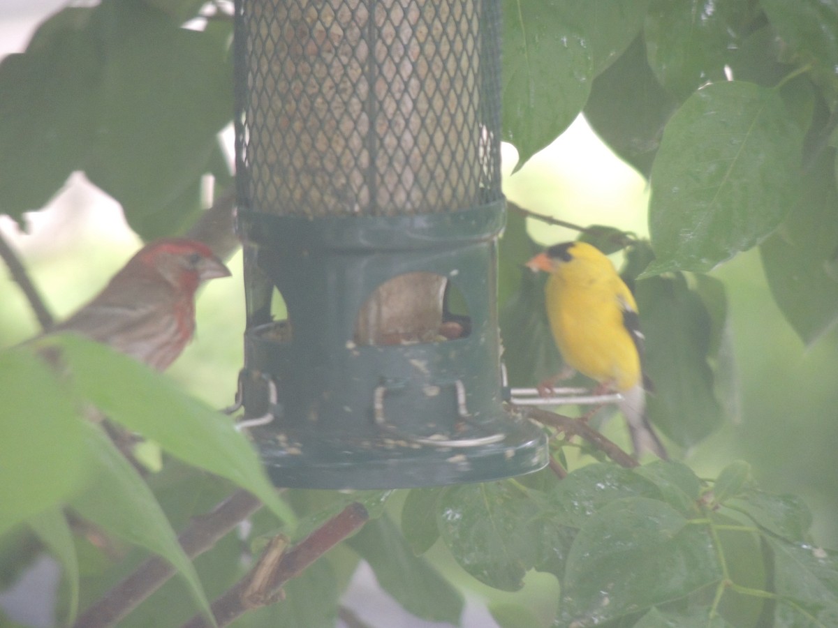 American Goldfinch - ML620772037