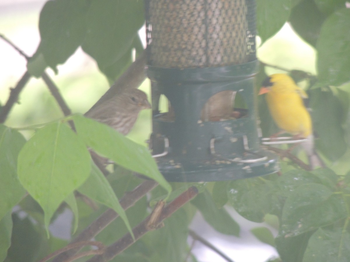 American Goldfinch - ML620772038