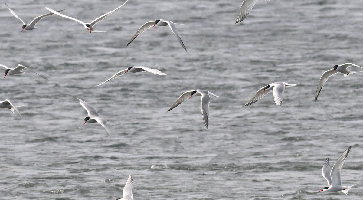 Common Tern - ML620772039