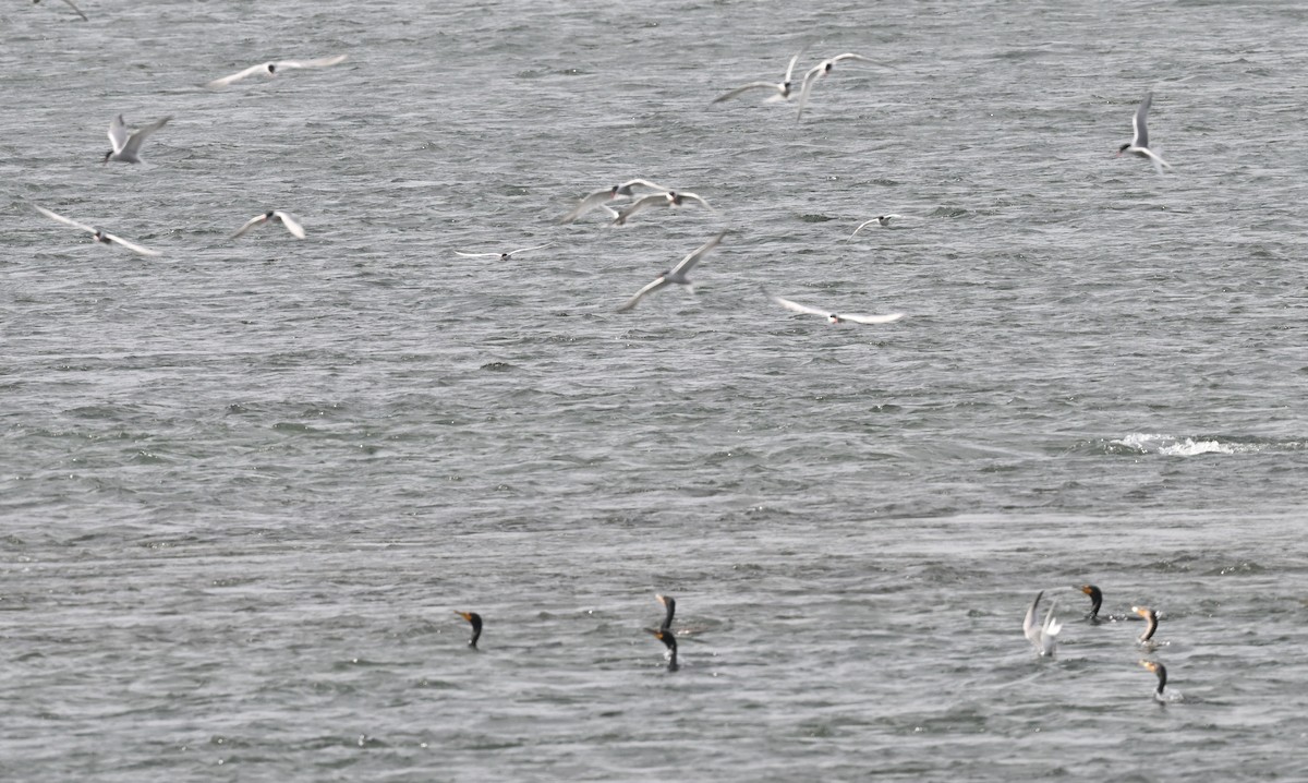 Common Tern - ML620772040