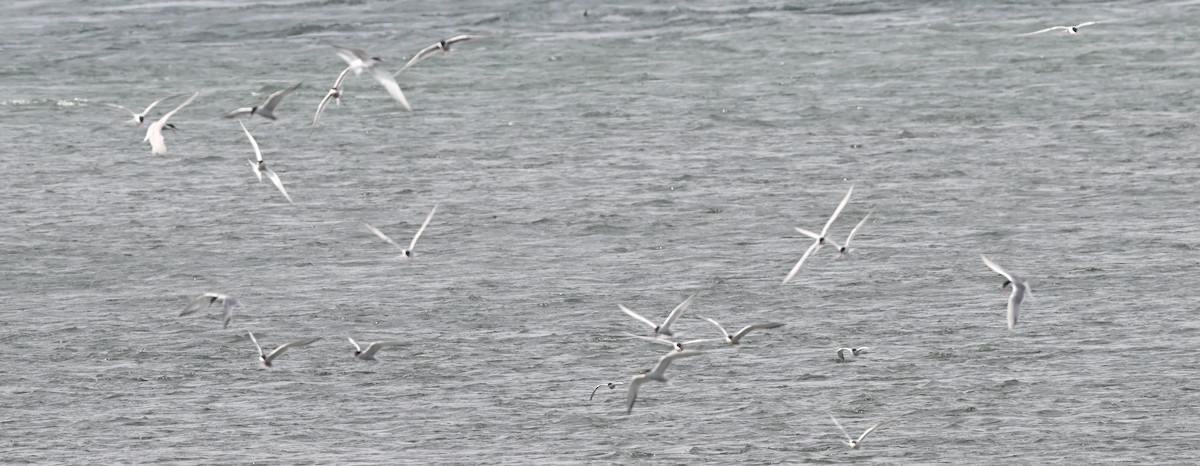 Common Tern - ML620772041