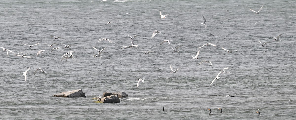 Common Tern - ML620772043