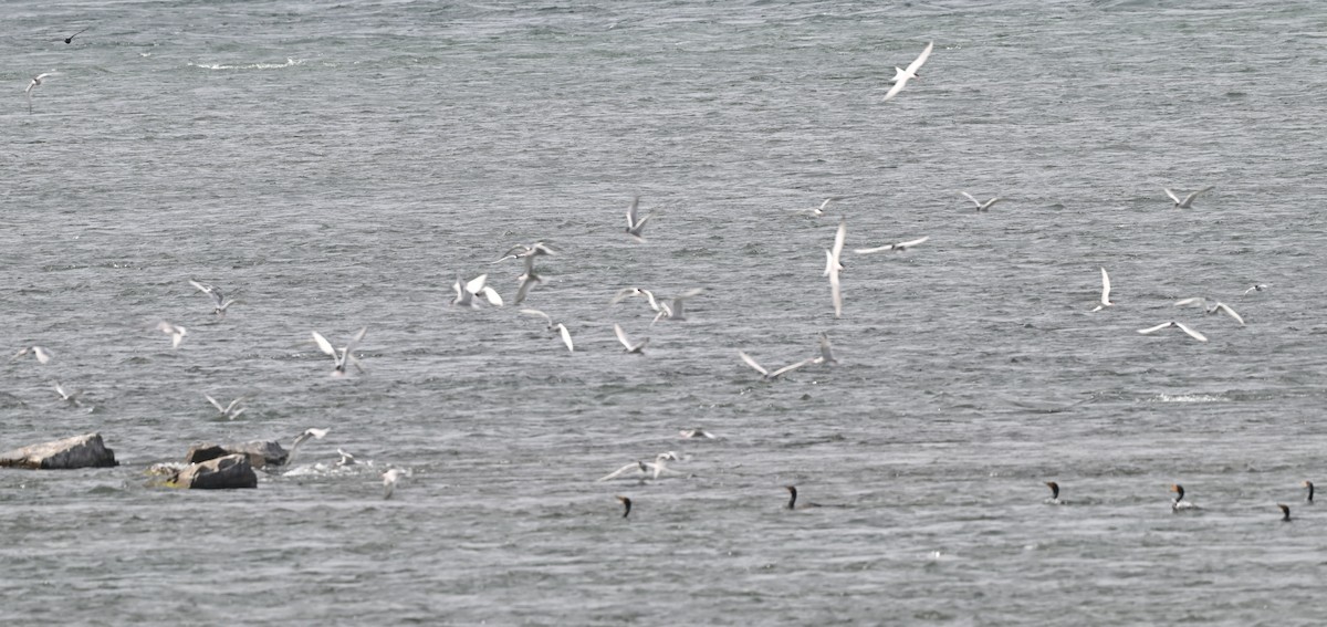 Common Tern - ML620772044