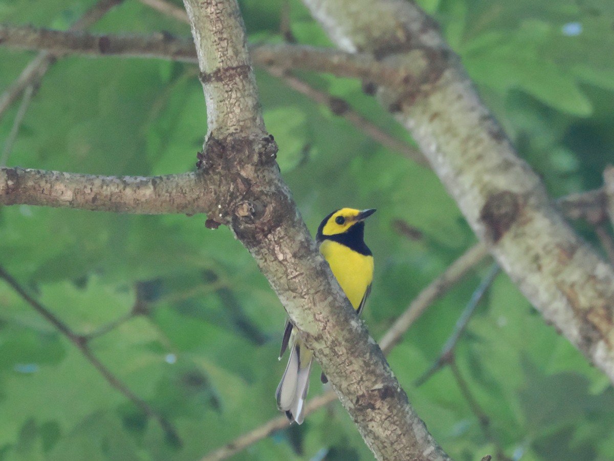 Hooded Warbler - Lisa Phelps