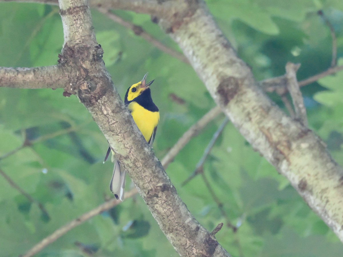 Hooded Warbler - ML620772048