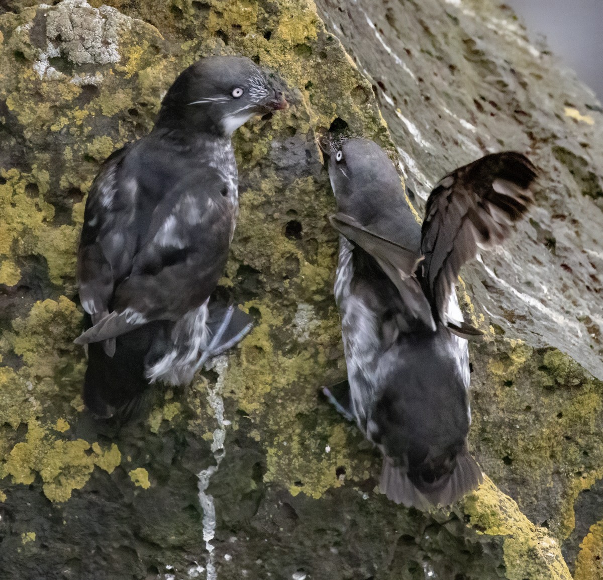 Least Auklet - ML620772053