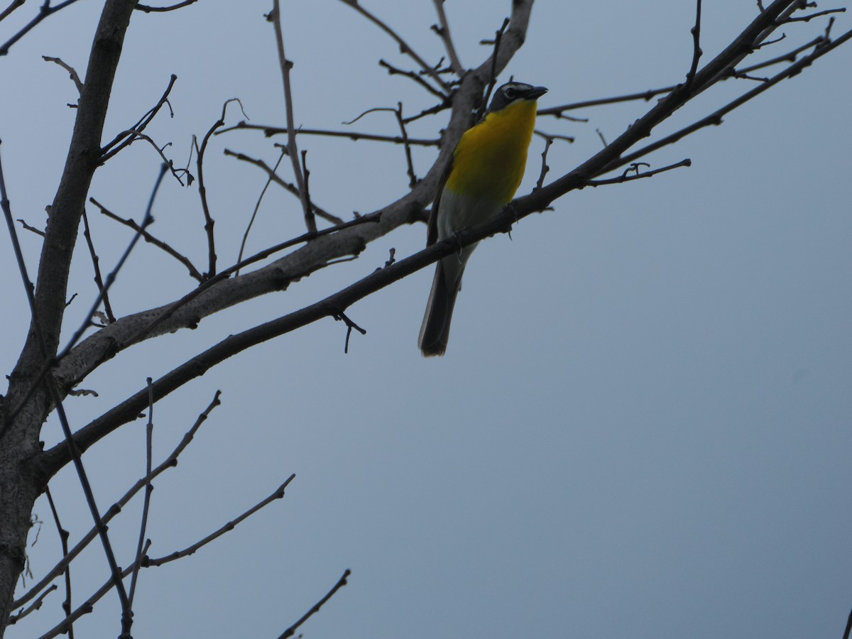 Yellow-breasted Chat - ML620772054