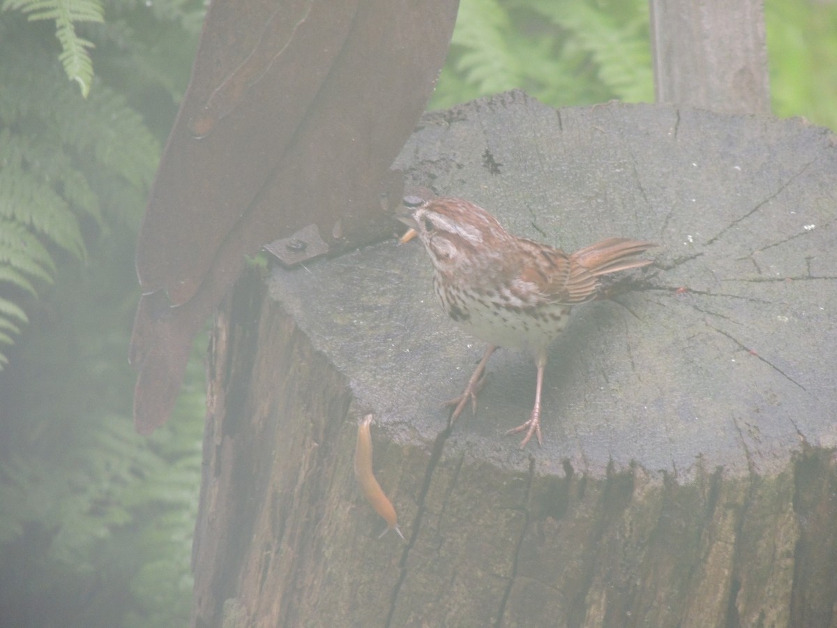 Song Sparrow - ML620772057