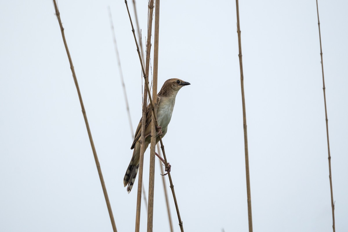 Bristled Grassbird - ML620772058