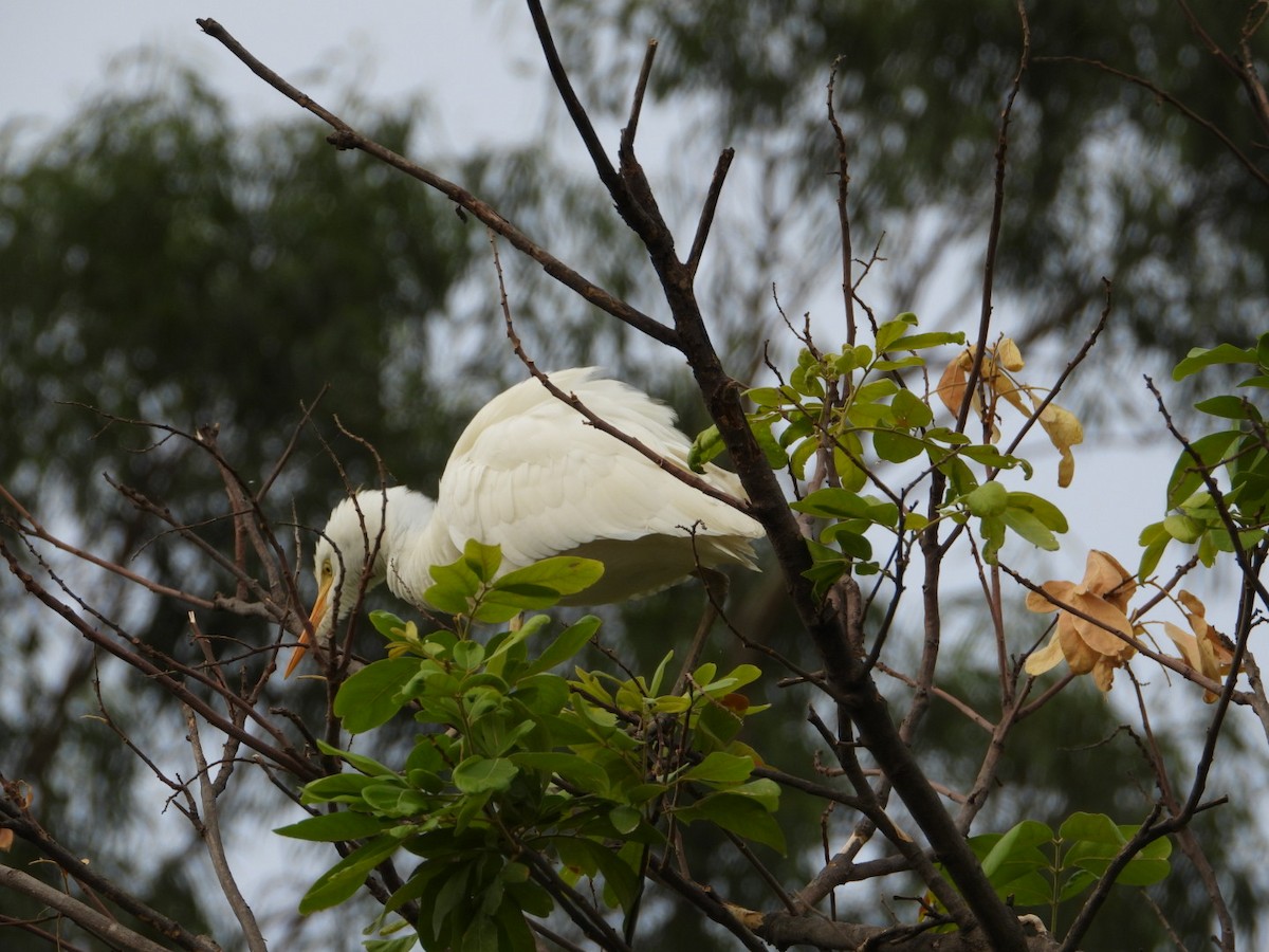 Eastern Cattle Egret - ML620772060