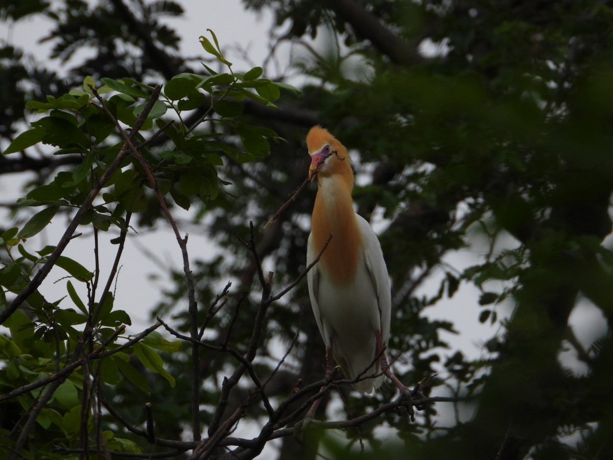 Eastern Cattle Egret - ML620772061