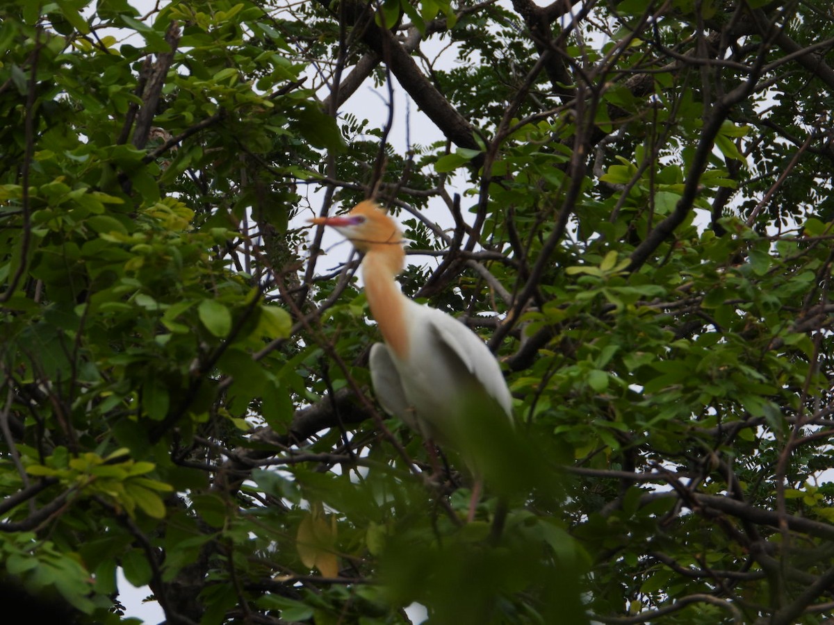 Eastern Cattle Egret - ML620772062