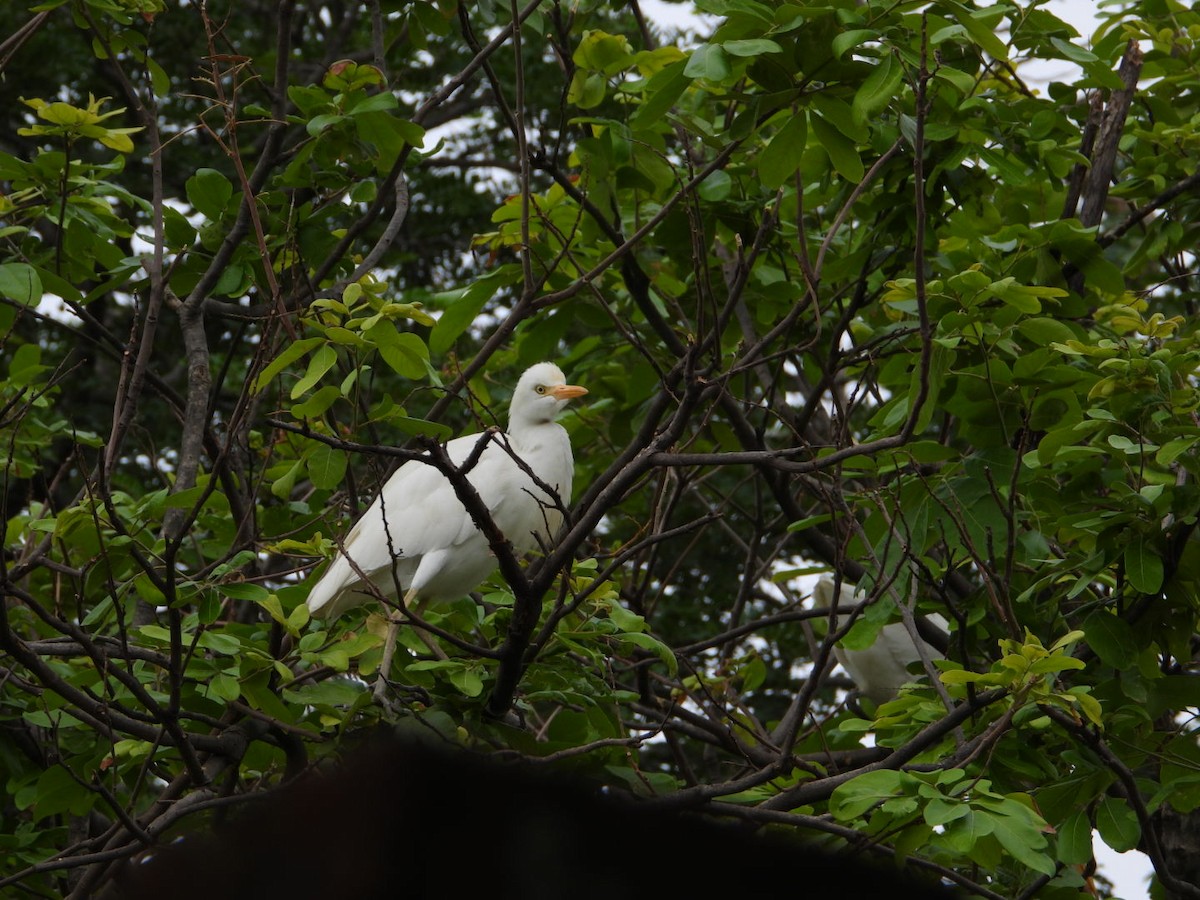 Eastern Cattle Egret - ML620772063