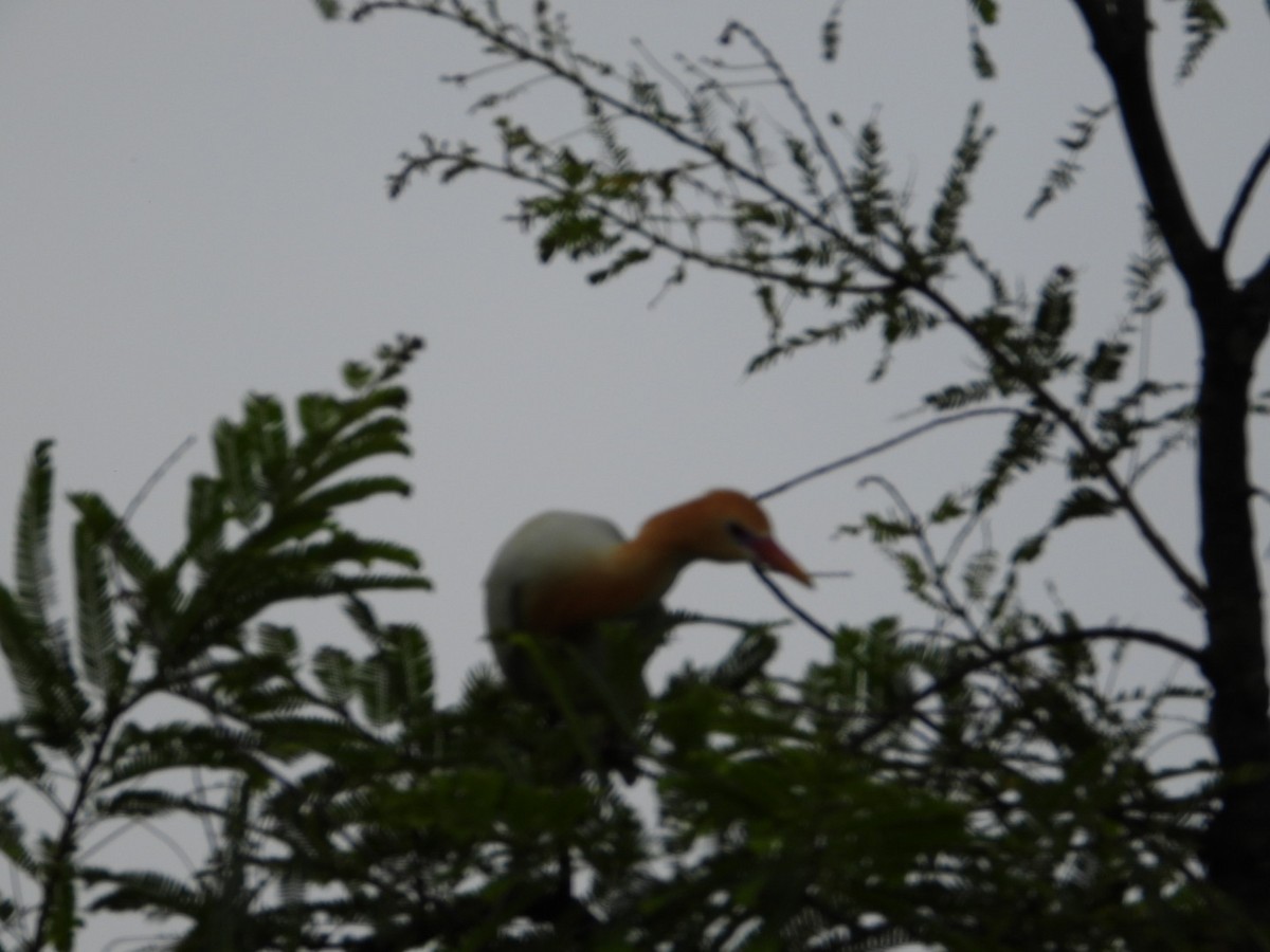 Eastern Cattle Egret - VANDANA MOON