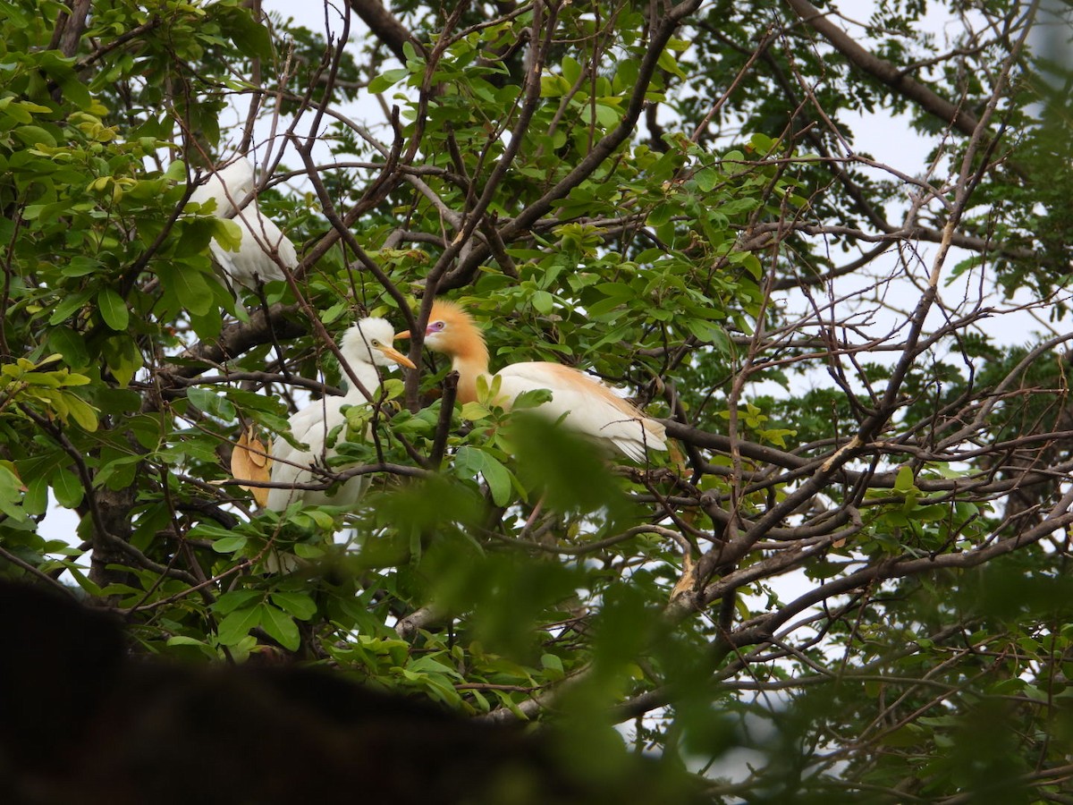 Eastern Cattle Egret - VANDANA MOON