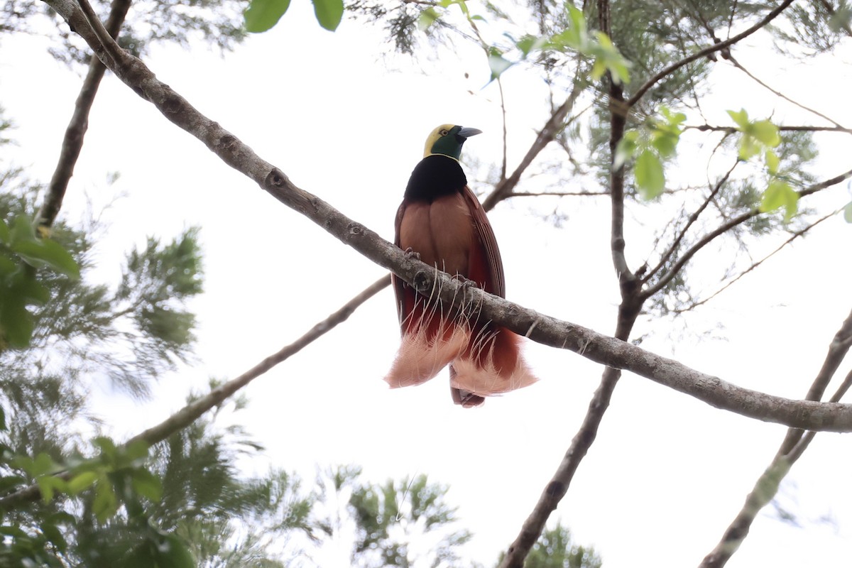 Raggiana Bird-of-Paradise - ML620772067