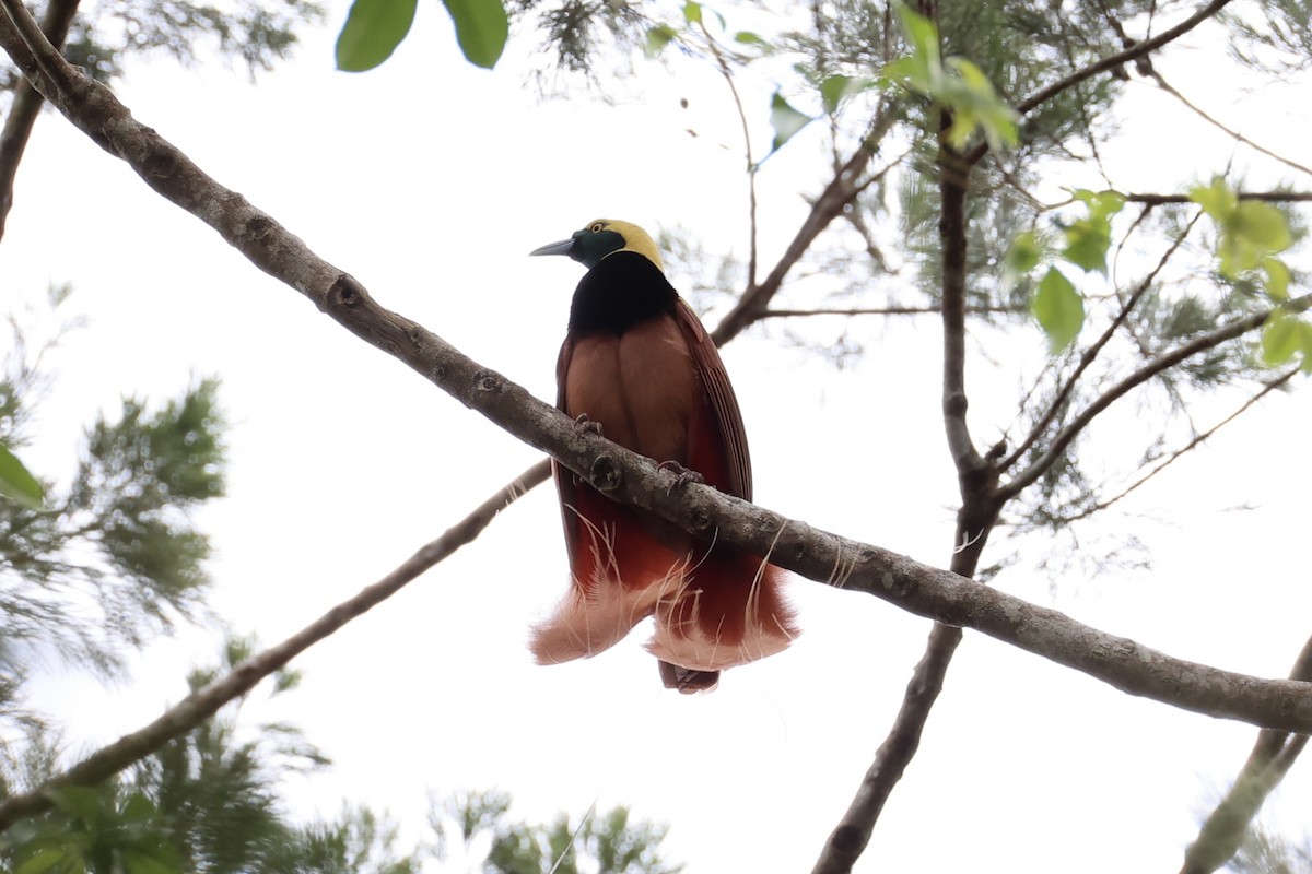 Raggiana Bird-of-Paradise - ML620772068