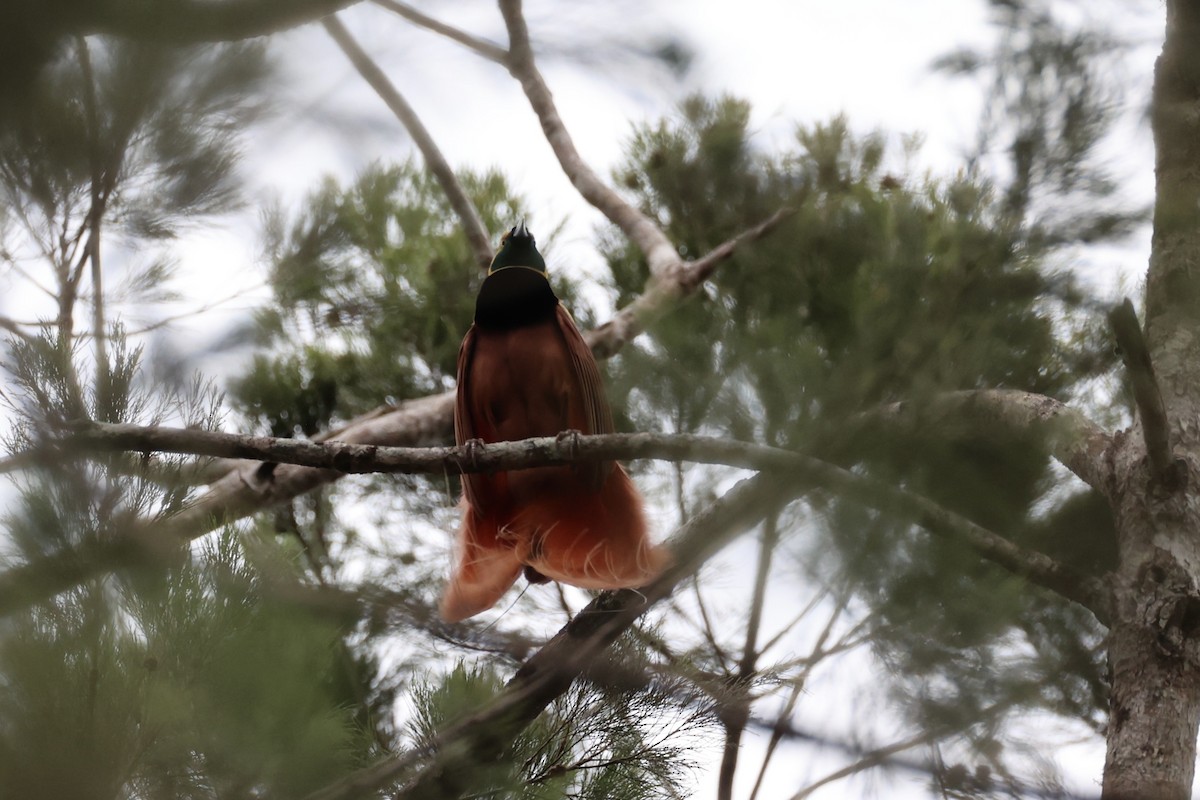 Raggiana Bird-of-Paradise - ML620772070