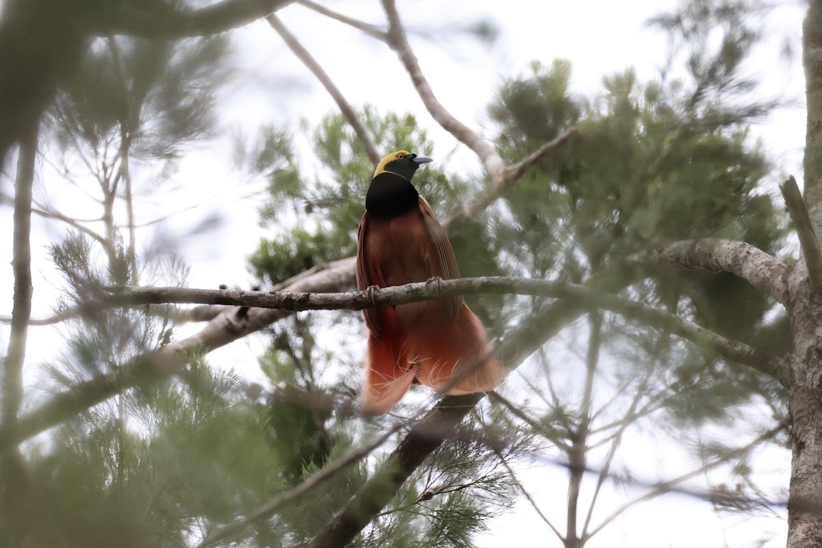 Raggiana Bird-of-Paradise - ML620772071