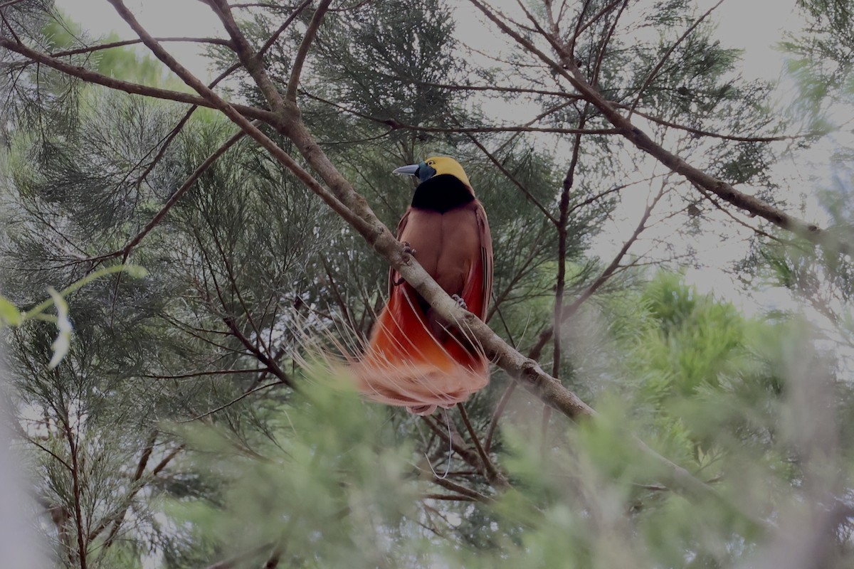 Raggiana Bird-of-Paradise - ML620772072