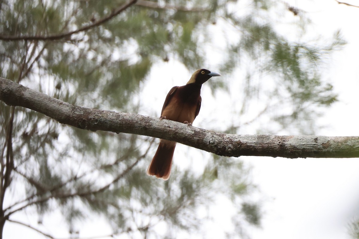 Raggiana Bird-of-Paradise - ML620772077