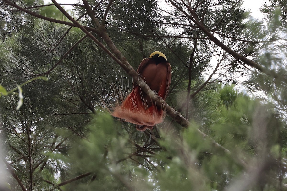 Raggiana Bird-of-Paradise - ML620772079