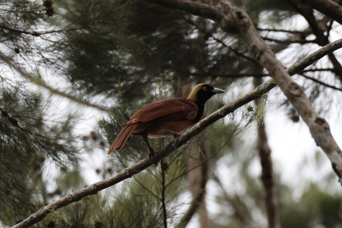 Raggiana Bird-of-Paradise - ML620772080