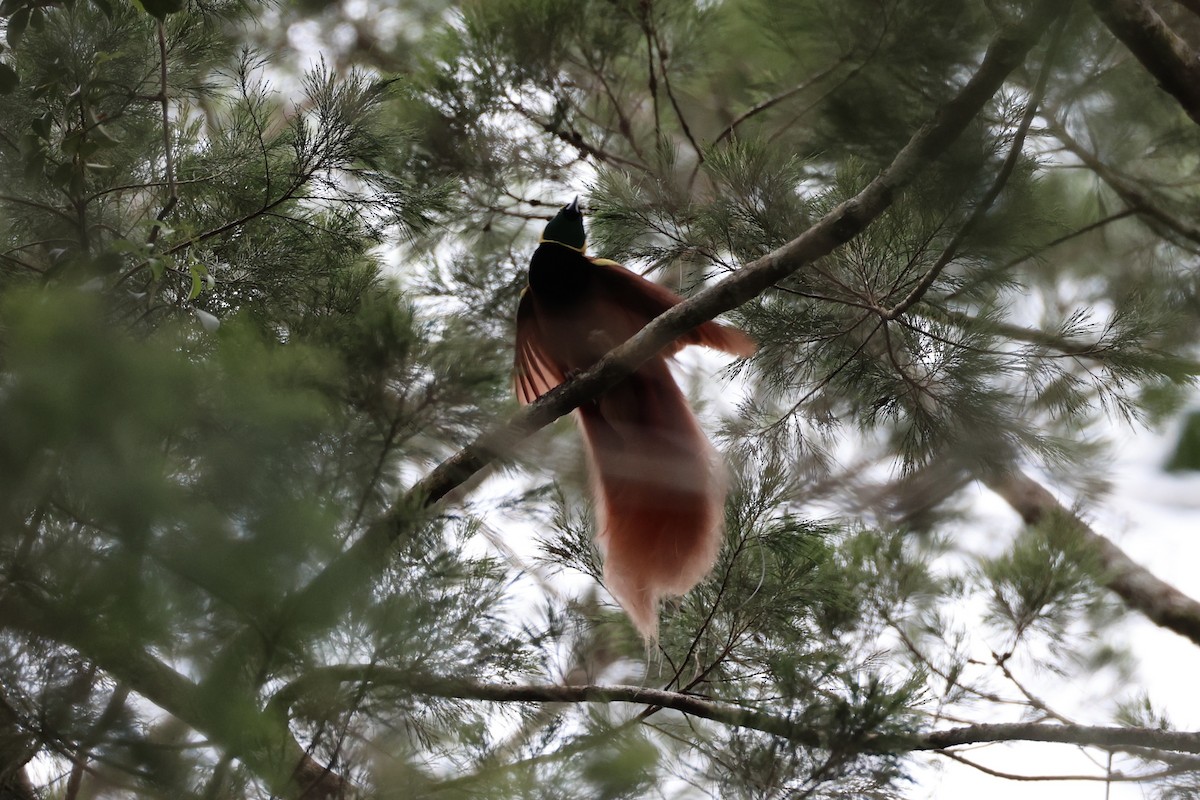 Raggiana Bird-of-Paradise - ML620772082