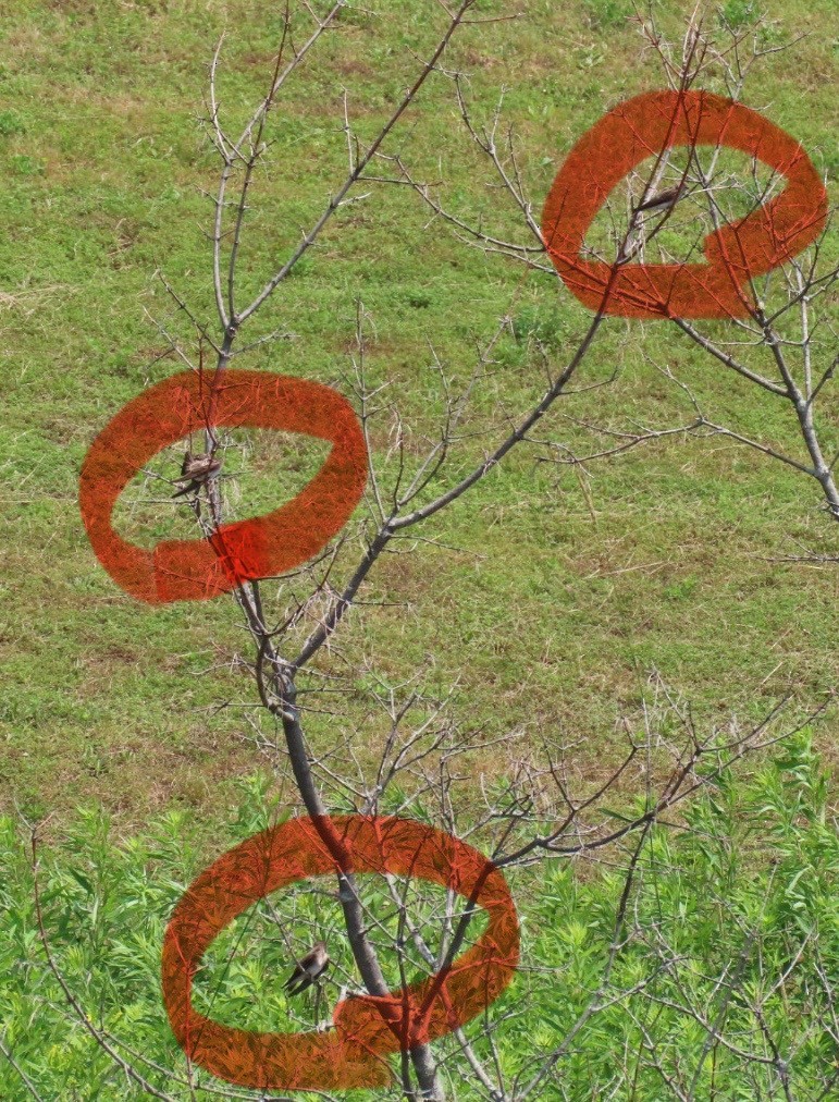 Northern Rough-winged Swallow - ML620772083