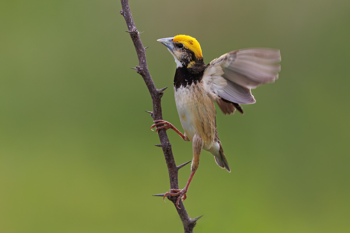 Black-breasted Weaver - ML620772092