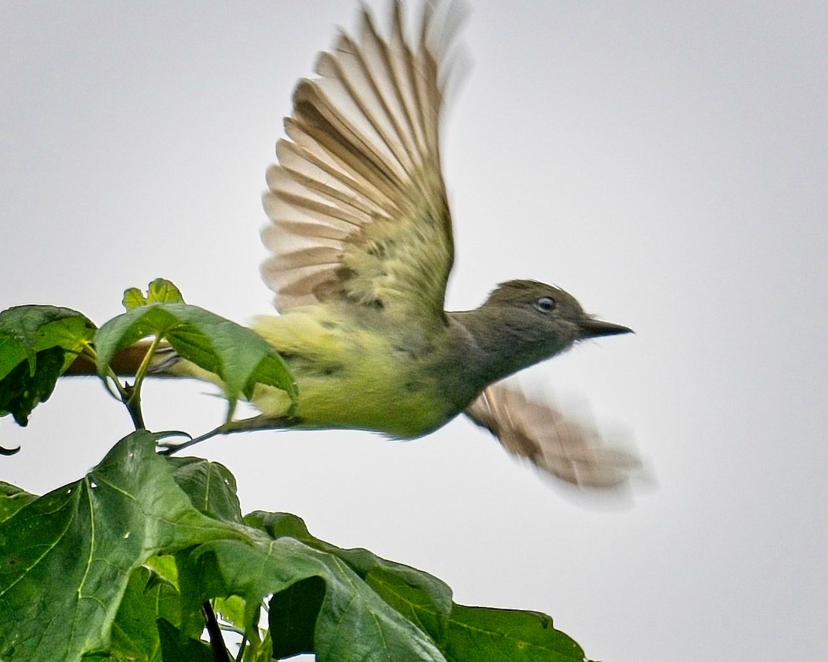 Great Crested Flycatcher - ML620772117