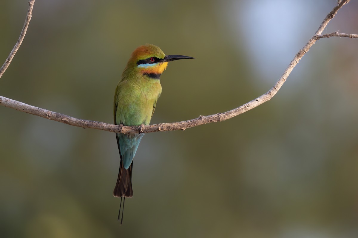 Rainbow Bee-eater - ML620772121