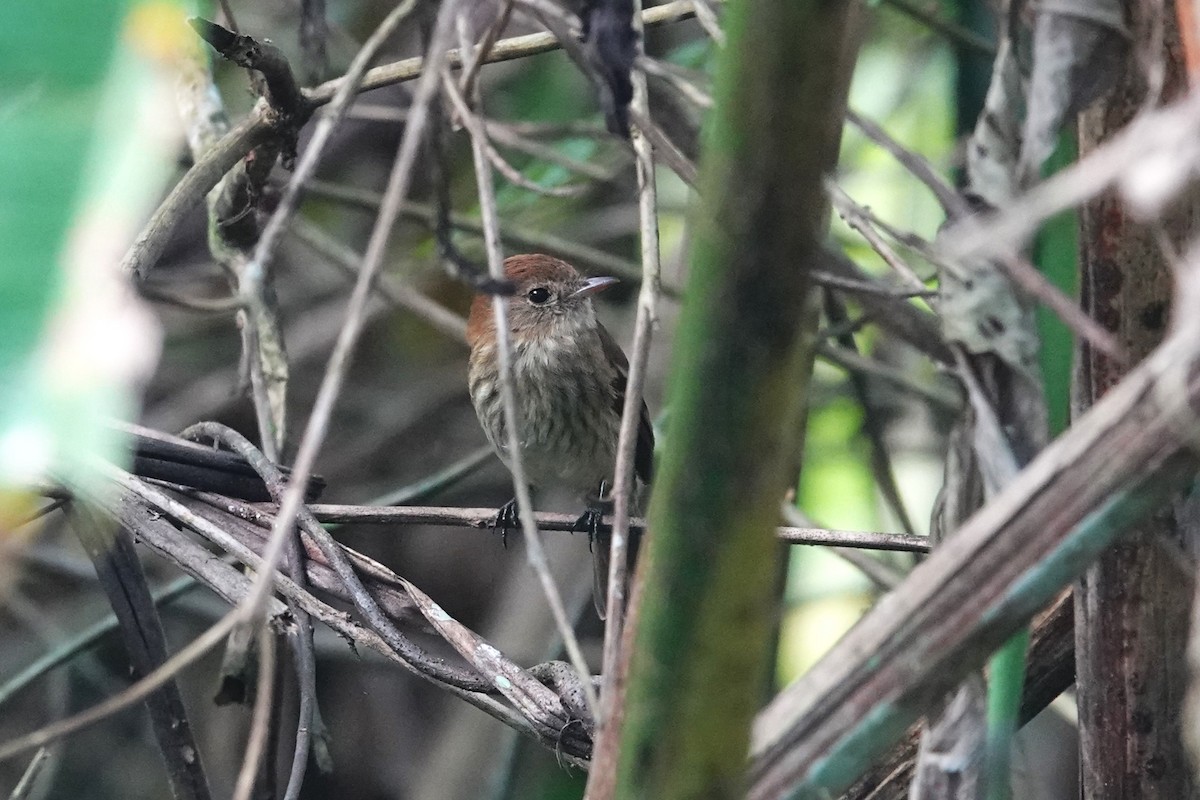 Bran-colored Flycatcher - ML620772122